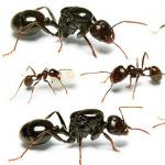 Mravenec je v přírodě nejsilnější